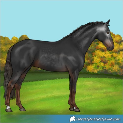 Horse Color:Gray Liver Chestnut 