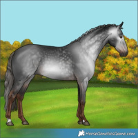 Horse Color:Gray Liver Chestnut