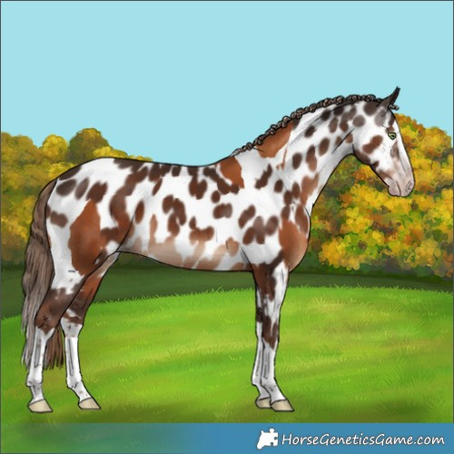 Horse Color:Gray Gold Champagne Splash Tobiano Rabicano  and Liver Chestnut Splash Appaloosa 
