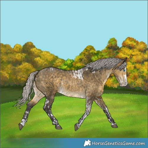 Horse Color:Silver Buckskin Dun Splash Tobiano and White Spotted Silver Buckskin Dun Splash
