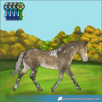 Horse Color:Silver Buckskin Dun Splash Tobiano and White Spotted Silver Buckskin Dun Splash