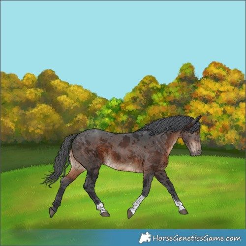 Horse Color:Brown Merle Tobiano 