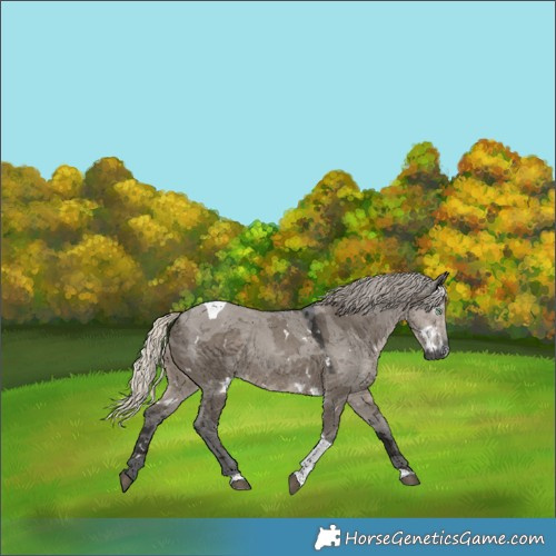Horse Color:Gray White Spotted Silver Smoky Grullo Merle Tobiano Rabicano