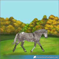 Horse Color:Gray White Spotted Silver Smoky Grullo Merle Tobiano Rabicano 