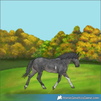 Horse Color:Black Merle Tobiano