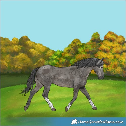 Horse Color:Gray Grullo Merle Tobiano 