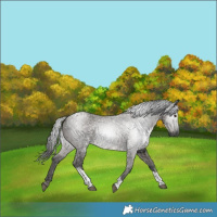 Horse Color:Gray Grullo Merle Tobiano 