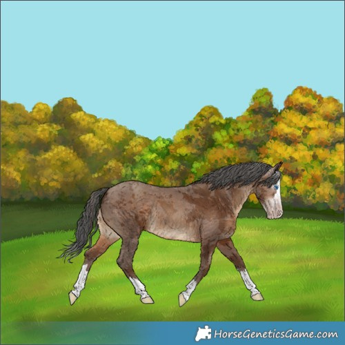 Horse Color:Gray Sable Champagne Merle Splash Rabicano