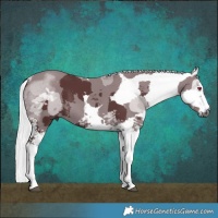 Horse Color:Chocolate Silver Black Chinchilla Merle Sabino Tobiano 