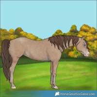 Horse Color:Classic Champagne Splash 