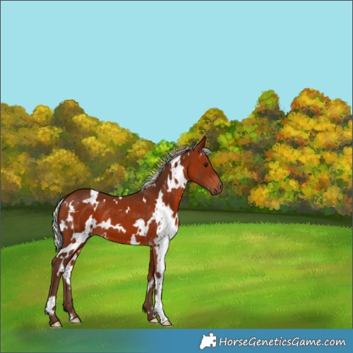 Horse Color:White Spotted Silver Bay 