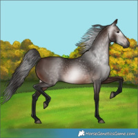 Horse Color:Gray Bay 