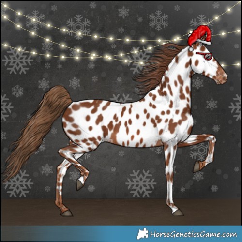 Horse Color:Chestnut Appaloosa