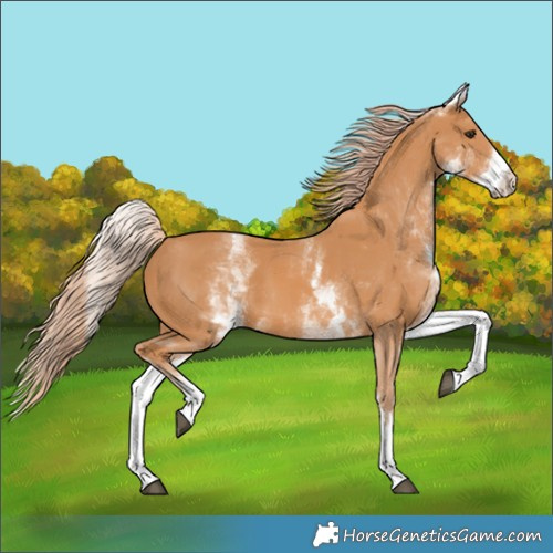 Horse Color:White Spotted Chestnut 