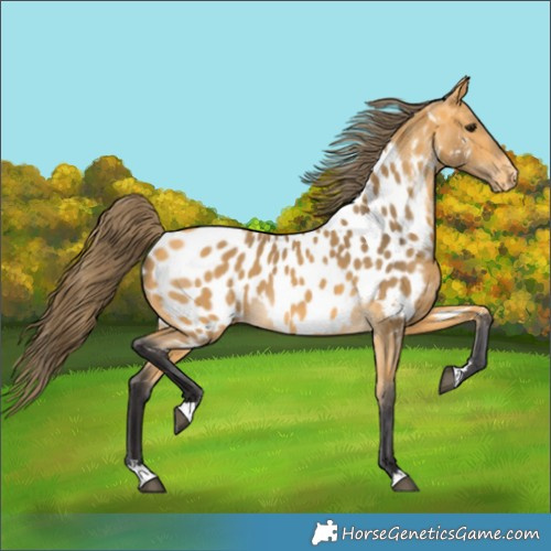 Horse Color:Buckskin Near Leopard 