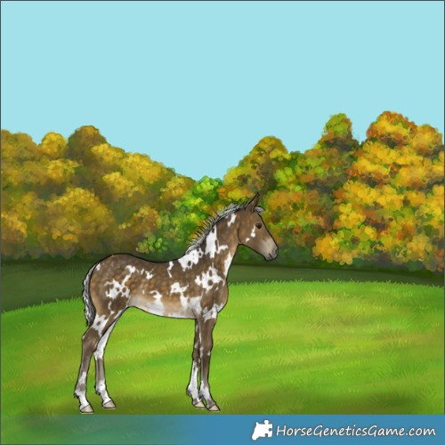 Horse Color:White Spotted Silver Buckskin 