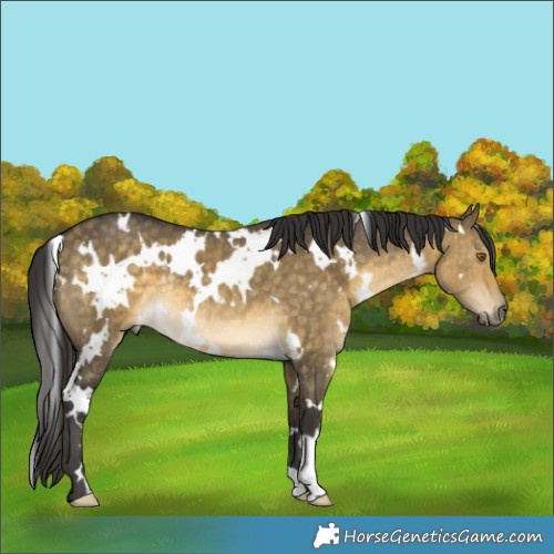 Horse Color:White Spotted Buckskin Dun Rabicano Brindle 