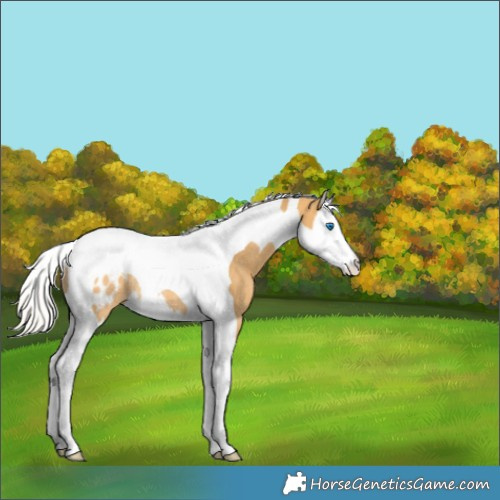 Horse Color:Silver Buckskin Dun Splash Tobiano Appaloosa Rabicano