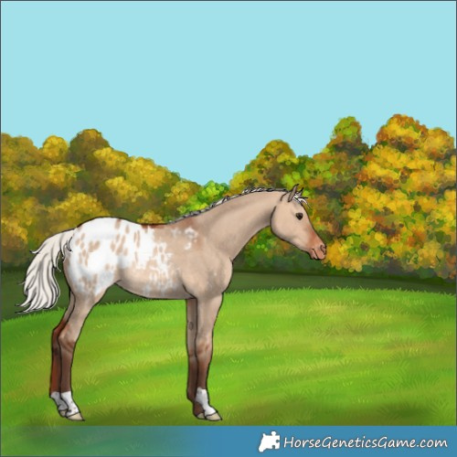 Horse Color:Silver Bay Dun Appaloosa Rabicano