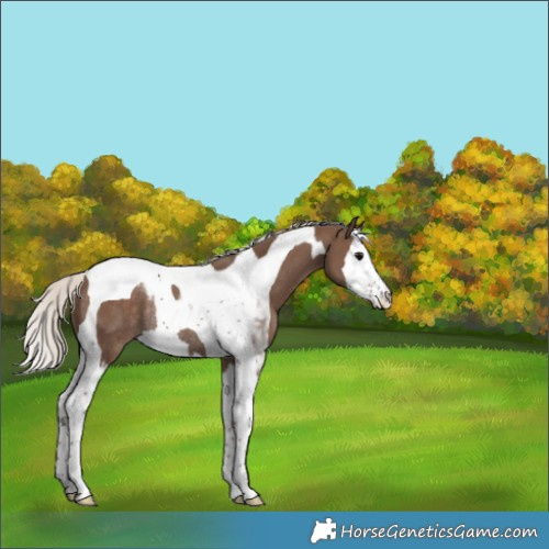 Horse Color:Silver Black Splash Tobiano Rabicano