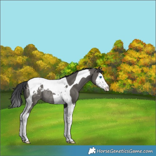 Horse Color:Grullo Splash Tobiano Appaloosa Rabicano