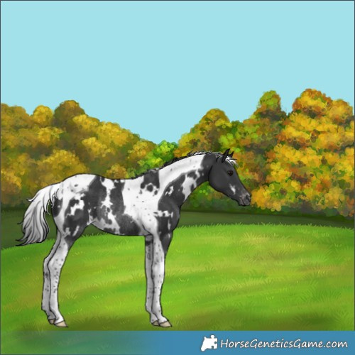 Horse Color:White Spotted Black Tobiano Appaloosa Rabicano