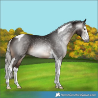 Horse Color:Gray Silver Brown Splash Tobiano 