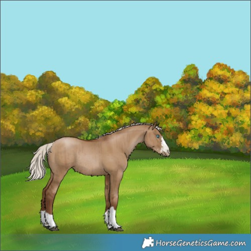 Horse Color:Gray Silver Grullo Pearl Rabicano Brindle