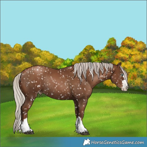 Horse Color:Gray Silver Black Pearl Appaloosa Rabicano