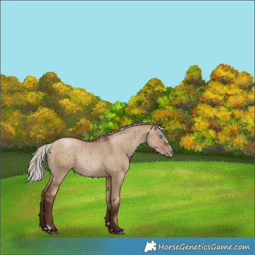 Horse Color:Gray Silver Grullo Pearl Rabicano Brindle 