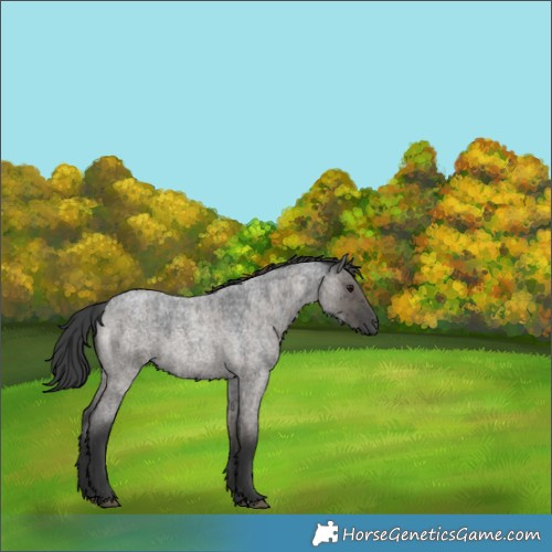 Horse Color:Grullo Roan Brindle 