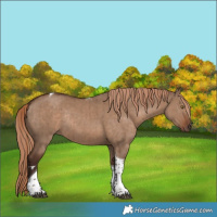 Horse Color:Liver Red Dun Tobiano Rabicano Brindle