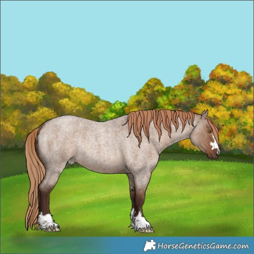 Horse Color:Liver Red Dun Roan Rabicano Brindle 