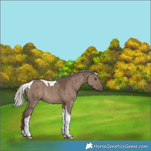 Horse Color:Silver Grullo Tobiano Rabicano Brindle 