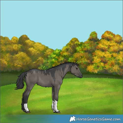 Horse Color:Grullo Tobiano Rabicano 