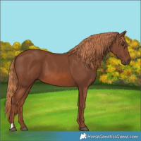 Horse Color:Chestnut 