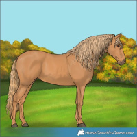 Horse Color:Chestnut 