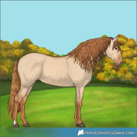 Horse Color:Red Dun