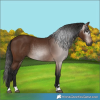 Horse Color:Gray Bay 