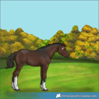 Horse Color:Gray White Spotted Liver Chestnut 
