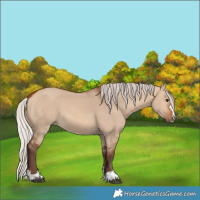 Horse Color:Silver Bay Dun 