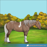 Horse Color:Silver Brown Dun Tobiano 