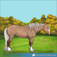 Horse Color:Silver Bay Dun 