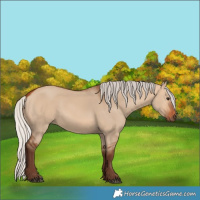 Horse Color:Silver Bay Dun 