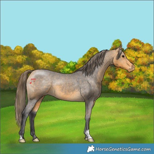 Horse Color:Buckskin Varnish 