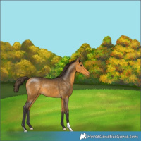Horse Color:Buckskin Appaloosa 