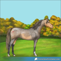 Horse Color:Buckskin Varnish 