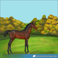 Horse Color:Brown 