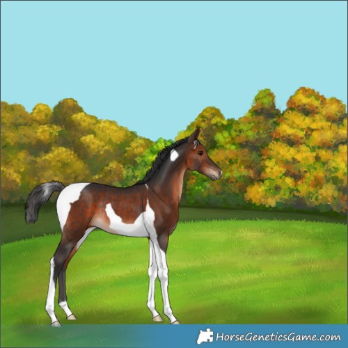 Horse Color:Brown Tobiano Rabicano 