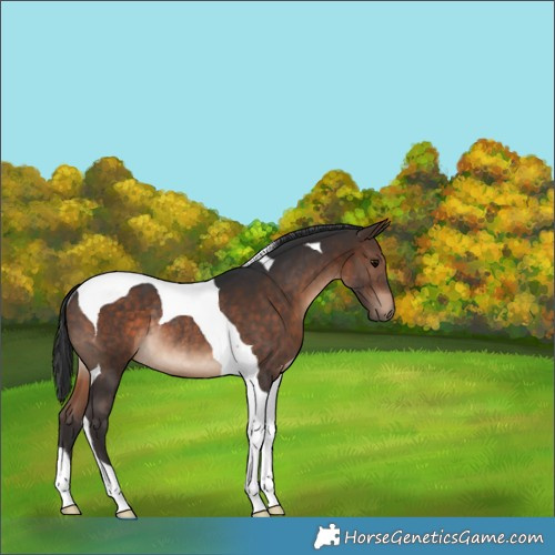 Horse Color:Bay Tobiano Rabicano 